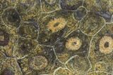 Polished Fossil Coral (Actinocyathus) - Morocco #84996-1